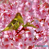 河津桜とメジロ