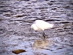 川で遊ぶ鳥