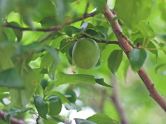 青梅
