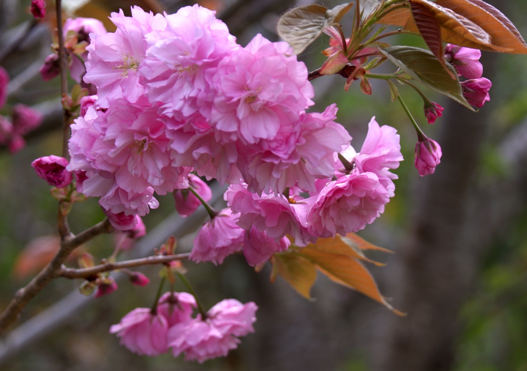 八重桜