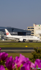 JAL Boeing 787-8