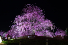 三重県　鈴鹿の森公園　しだれ梅