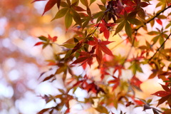 紅葉