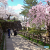 弘前城　桜