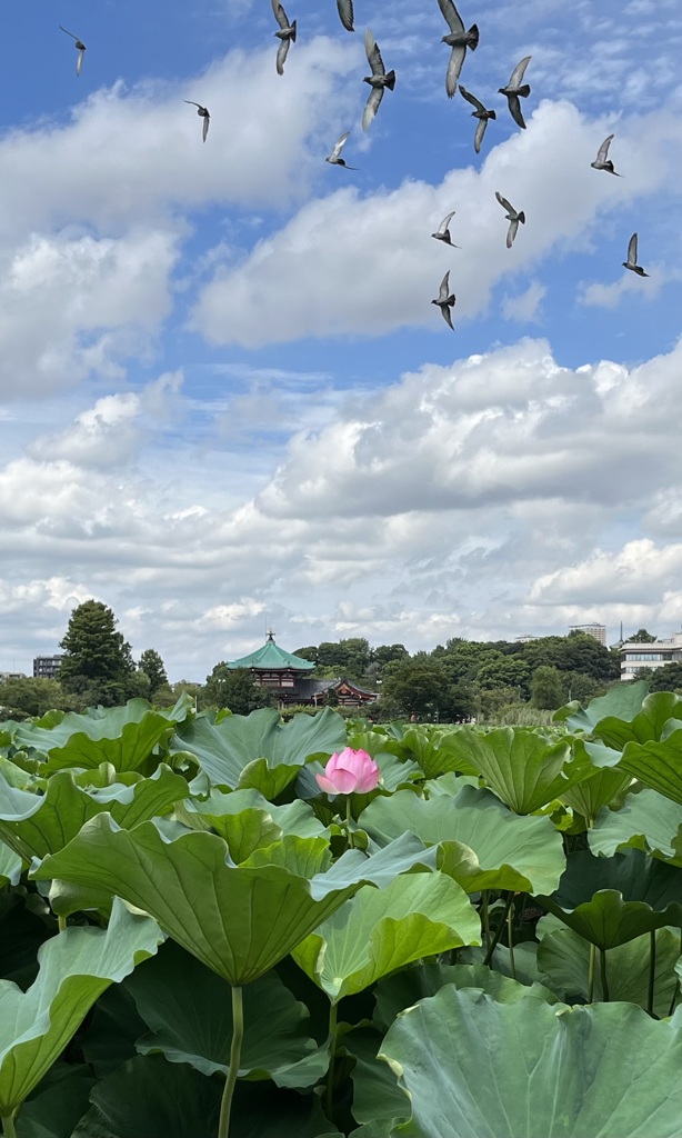 心にはいつもあなたが蓮の花