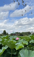 心にはいつもあなたが蓮の花