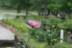 新緑と美しい花が織りなす絶景 