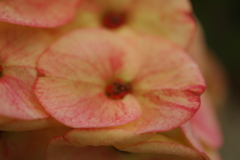 IMGP2390