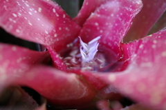 IMGP2455