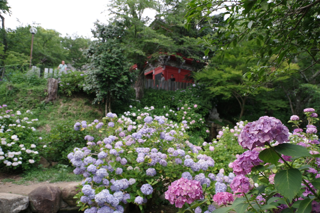 紫陽花