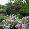 紫陽花
