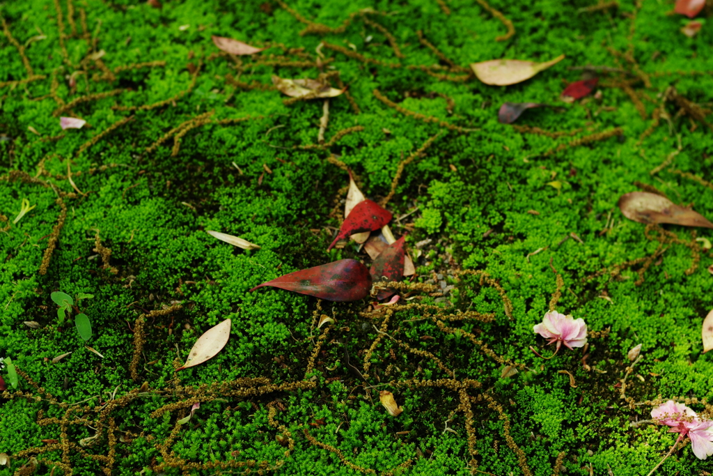 IMGP0972
