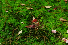 IMGP0972