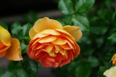 IMGP4599