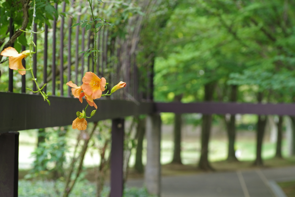 新緑と美しい花が織りなす絶景