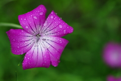 IMGP3317