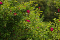 IMGP2779