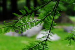 IMGP3465