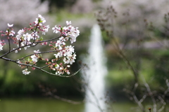 IMGP7743