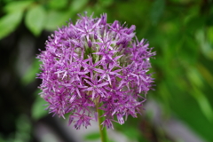 IMGP3697