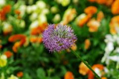 IMGP3315