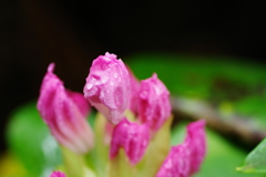 IMGP3457