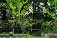 新緑と美しい花が織りなす絶景