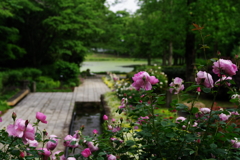 IMGP4438