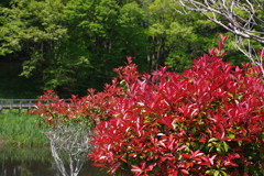 IMGP0428