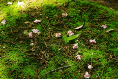 IMGP0956