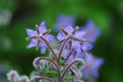 IMGP3588