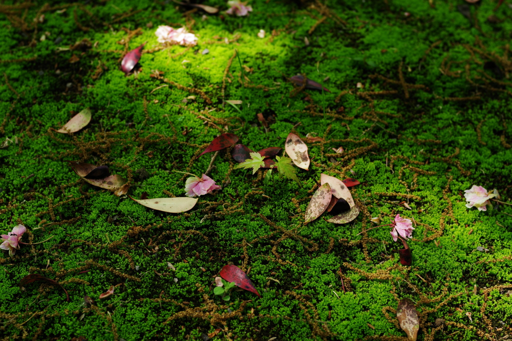 IMGP0969