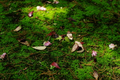 IMGP0969