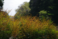 IMGP0393