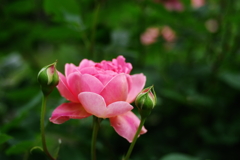 IMGP4591