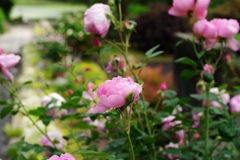 IMGP4413