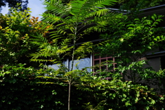 IMGP4899