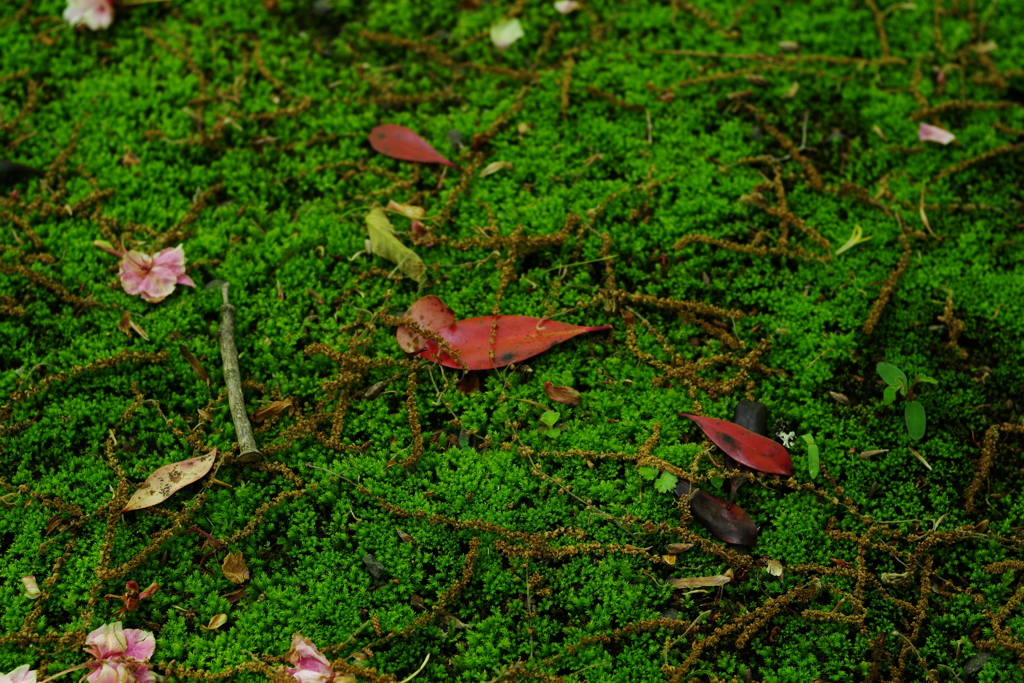 IMGP0971