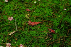 IMGP0971