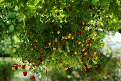 IMGP2863