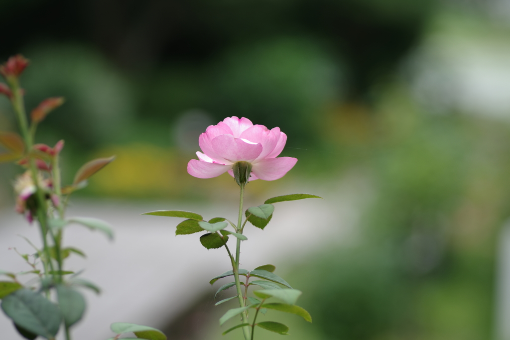 新緑と美しい花が織りなす絶景 