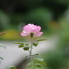 新緑と美しい花が織りなす絶景 