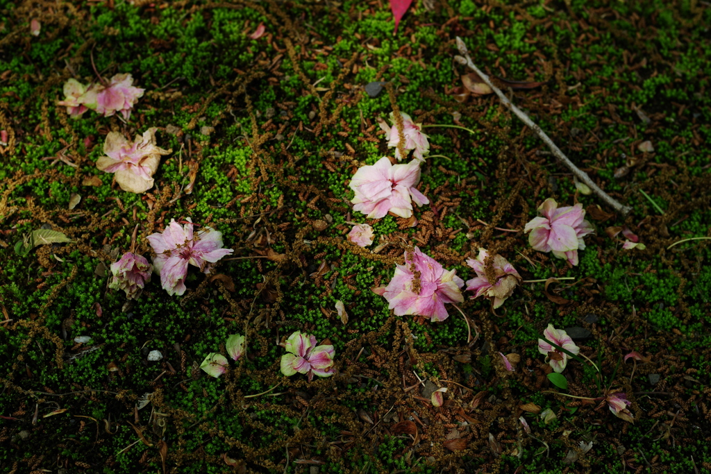 IMGP0966