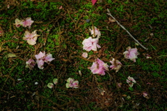 IMGP0966