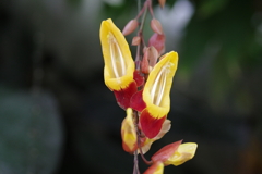 IMGP6971