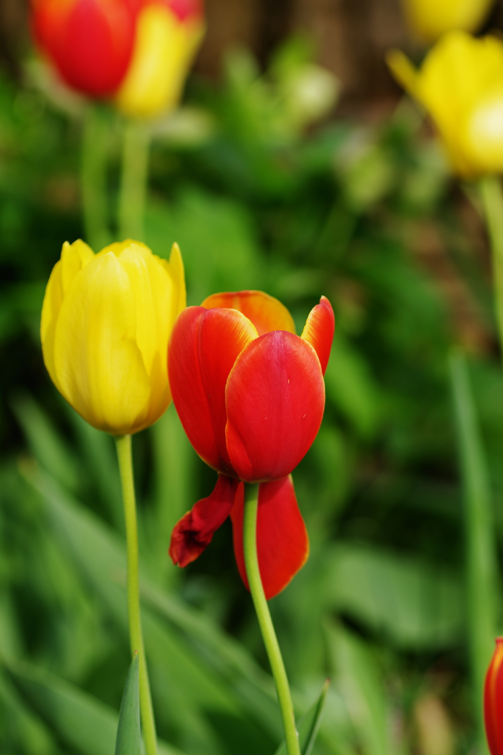 IMGP8267