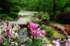 IMGP4439