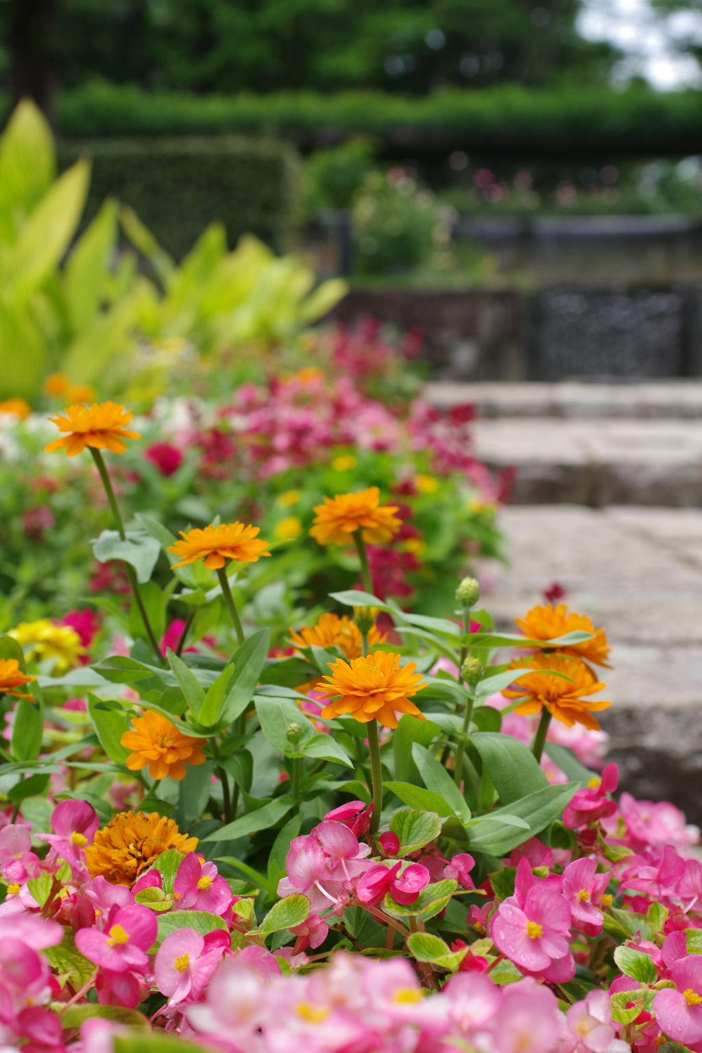 タムキューの花