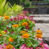 タムキューの花