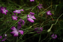 IMGP4454
